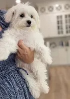 Angel, a male Maltipoo for sale in Williamsburg, VA – 3 of 3
