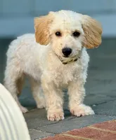 Budy, a male Poodle - Toy  and Bichpoo for sale in Williamsburg, VA – 5 of 7