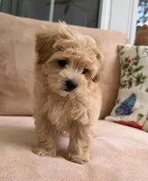 Budy, a male Maltipoo for sale in Williamsburg, VA – 9 of 10