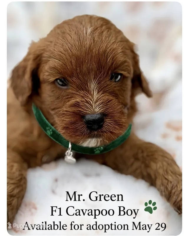 Green – Cavapoo, Poodle - Toy  puppy for sale in Williamsburg, VA
