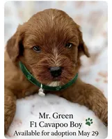 Green, a male Cavapoo and Poodle - Toy  for sale in Williamsburg, VA – 1 of 1