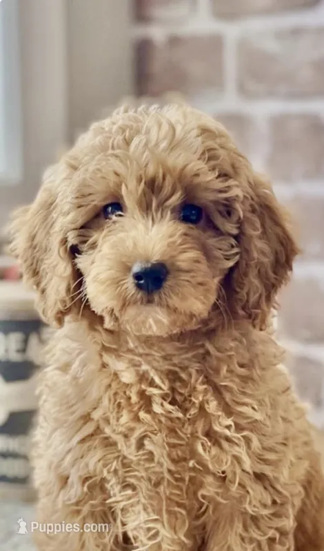 Budy – Poodle - Miniature  puppy for sale in Williamsburg, VA