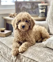 Budy, a male Poodle - Miniature  for sale in Williamsburg, VA – Photo 2 of 3
