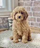 Budy, a male Poodle - Miniature  for sale in Williamsburg, VA – Photo 3 of 3