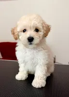 Princess, a female Maltipoo for sale in Williamsburg, VA – 4 of 6