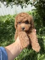Cavapoo, a male Cavapoo for sale in Williamsburg, VA – 4 of 6