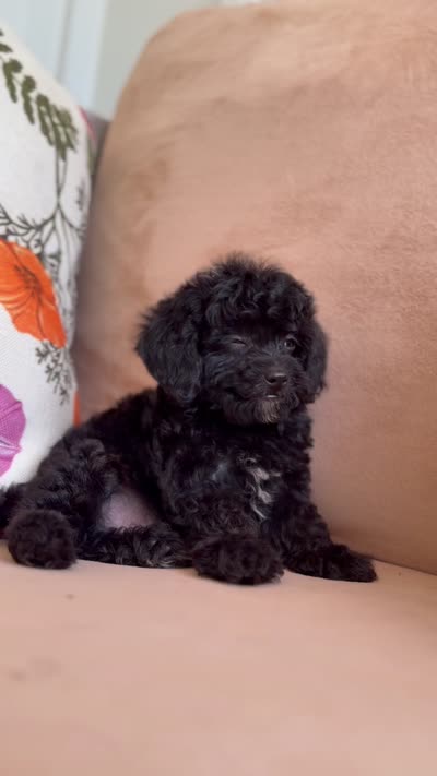 Lucy, a female Cavapoo for sale in Williamsburg, VA – 4 of 4