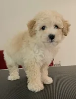 Prince, a male Maltipoo for sale in Williamsburg, VA – 4 of 5