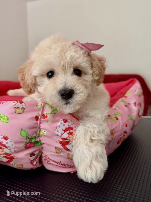 Princess – Maltipoo puppy for sale in Williamsburg, VA