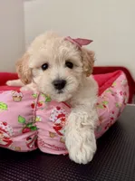 Princess, a female Maltipoo for sale in Williamsburg, VA – 1 of 6