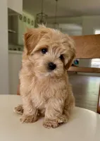 Budy, a male Maltipoo for sale in Williamsburg, VA – 7 of 10