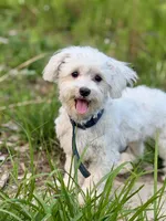 Angel. Gentle and housebroken., a male Maltipoo for sale in Williamsburg, VA – 2 of 4