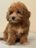Jasper, a male Maltipoo for sale in Williamsburg, VA – Photo 2 of 4