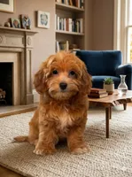 Jasper, a male Maltipoo for sale in Williamsburg, VA – Photo 4 of 4
