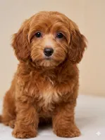 Jasper, a male Maltipoo for sale in Williamsburg, VA – Photo 3 of 4