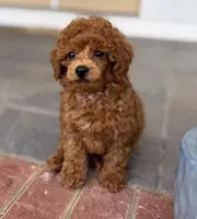 Sir, George, a male Poodle - Toy  for sale in Williamsburg, VA – 2 of 5