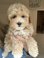 Charlie, a male Maltipoo for sale in Williamsburg, VA – 5 of 8