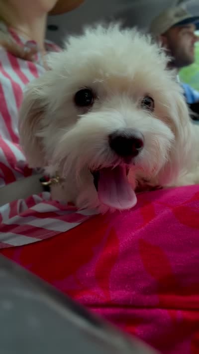 Angel. Gentle and housebroken., a male Maltipoo for sale in Williamsburg, VA – 3 of 4