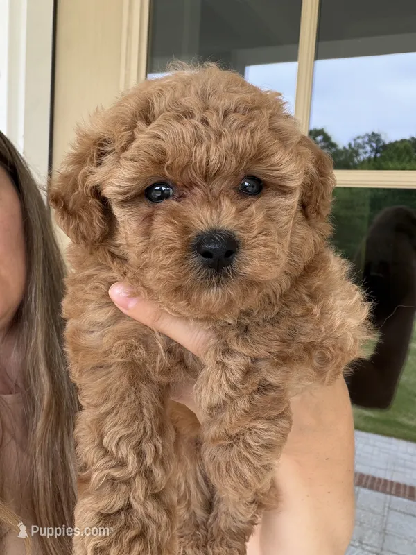 Georgie – Maltipoo puppy for sale in Williamsburg, VA