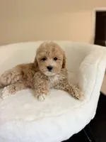 Charlie, a male Maltipoo for sale in Williamsburg, VA – 6 of 8