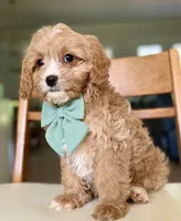 Biscuit, a male Cavapoo for sale in Williamsburg, VA – 9 of 9