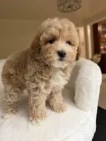 Charlie, a male Maltipoo for sale in Williamsburg, VA – 8 of 8