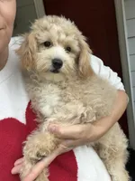 Puppy, a male Maltipoo for sale in Williamsburg, VA – 2 of 4