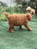 Cavapoo, a male Cavapoo for sale in Williamsburg, VA – 2 of 6