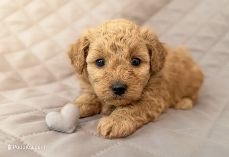 Georgie – Maltipoo puppy for sale in Williamsburg, VA