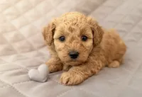 Georgie, a male Maltipoo for sale in Williamsburg, VA – 1 of 3