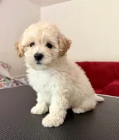 Princess, a female Maltipoo for sale in Williamsburg, VA – 5 of 6