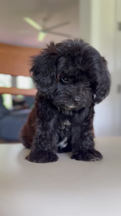 Luke, a male Cavapoo for sale in Williamsburg, VA – 6 of 7