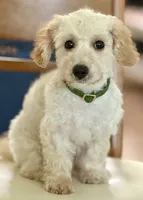 Budy, a male Poodle - Toy  and Bichpoo for sale in Williamsburg, VA – 3 of 7