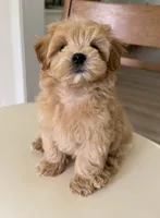 Budy, a male Maltipoo for sale in Williamsburg, VA – 3 of 10