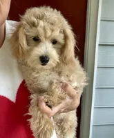 Puppy, a male Maltipoo for sale in Williamsburg, VA – 3 of 4
