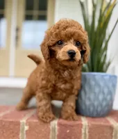 Sir, George, a male Poodle - Toy  for sale in Williamsburg, VA – 3 of 5