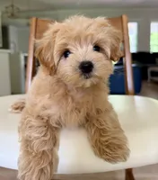Budy, a male Maltipoo for sale in Williamsburg, VA – 4 of 10