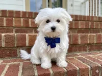 Honey, a male Maltese for sale in Williamsburg, VA – Photo 3 of 7