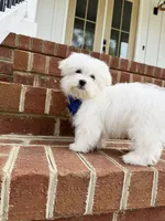 Honey, a male Maltese for sale in Williamsburg, VA – Photo 7 of 7