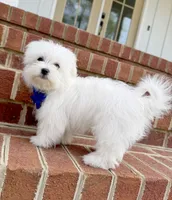 Honey, a male Maltese for sale in Williamsburg, VA – Photo 5 of 7