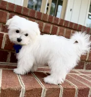 Honey, a male Maltese for sale in Williamsburg, VA – Photo 4 of 7