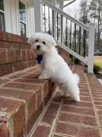 Honey, a male Maltese for sale in Williamsburg, VA – Photo 6 of 7