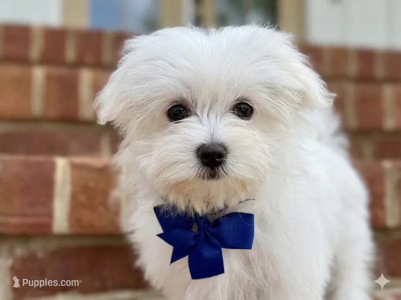 Honey – Maltese puppy for sale in Williamsburg, VA