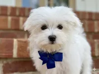 Honey, a male Maltese for sale in Williamsburg, VA – Photo 1 of 7