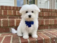 Honey, a male Maltese for sale in Williamsburg, VA – Photo 2 of 7