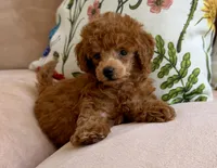 Lady Catherine, a female Poodle - Toy  for sale in Williamsburg, VA – 5 of 7