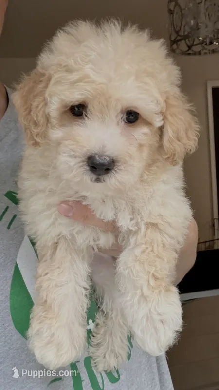 Prince – Maltipoo puppy for sale in Williamsburg, VA