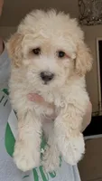 Prince, a male Maltipoo for sale in Williamsburg, VA – 1 of 5