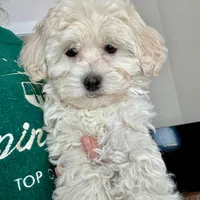 Buddy, a male Maltipoo and Maltese for sale in Williamsburg, VA – Photo 1 of 6