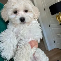 Buddy, a male Maltipoo and Maltese for sale in Williamsburg, VA – Photo 3 of 6